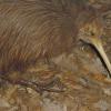 800px Kiwi bird in Christchurch New Zealand 2002 01 01