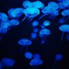 jellyfish surge