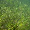 seagrass