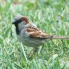 sparrow