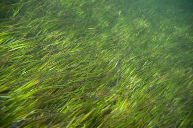 seagrass