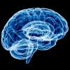 brain