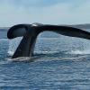 whale