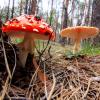 toadstool