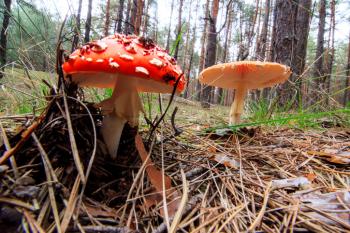 toadstool