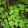 kawakawa leaves
