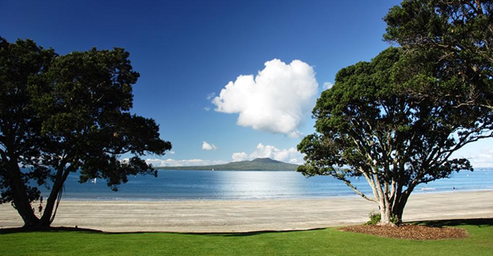 rangitoto trees