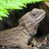 tuatara