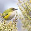 Rock wren