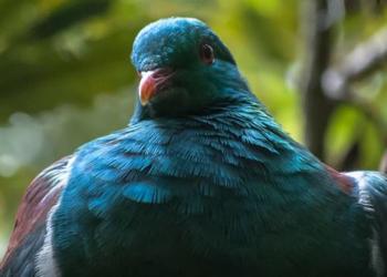 kereru