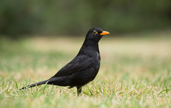 blackbird