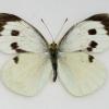 female great white butterfly small