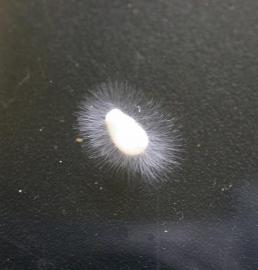 water mold small