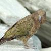 kea small