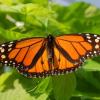 monarch wikimedia small
