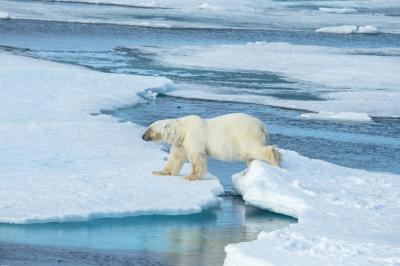 polar bear