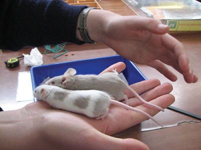 ANIMAL ETHICS 1