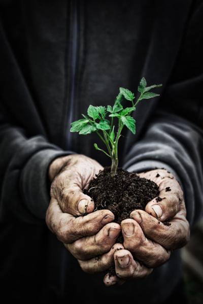 soil