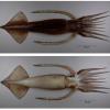 Nototodarus sloanii