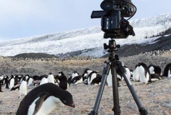 Adelie and Panasonic HCX 1000