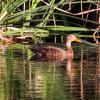 duck